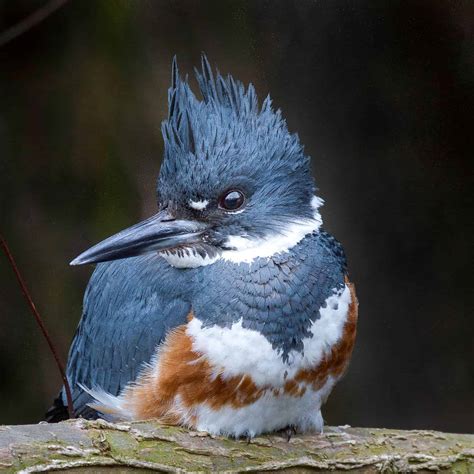 Belted Kingfisher - Columbus Audubon