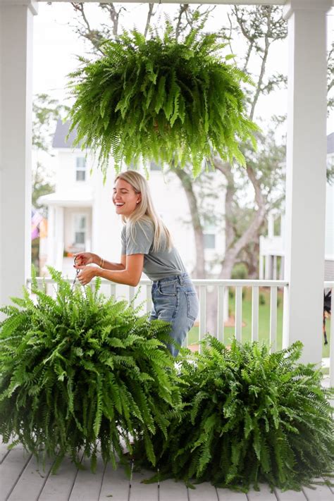 how to get big healthy ferns - Megan Stokes Hanging Ferns, Hanging ...