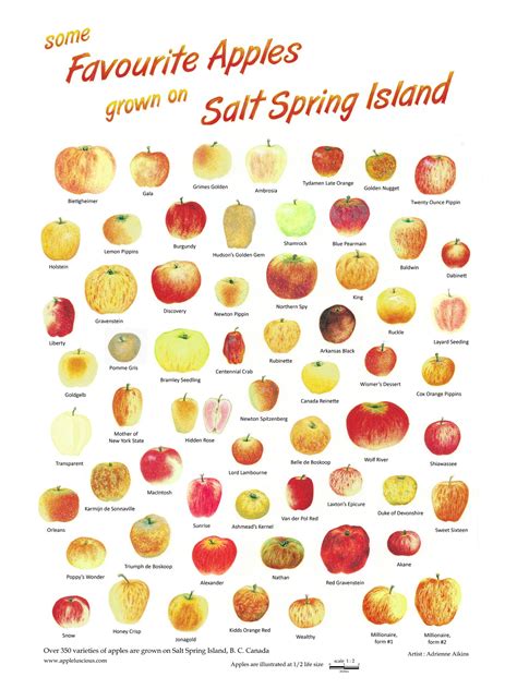 The Salt Spring Island Apple Festival Poster now Available - Salt ...