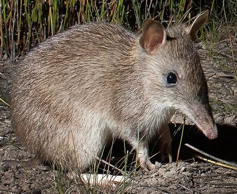 Long-nosed Bandicoot | Zoo tycoon movie Wikia | Fandom