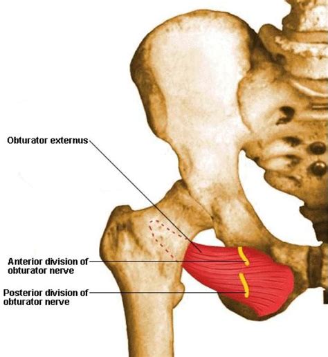 obturator muscle - Google Search | Anatomy, Muscle anatomy, Anatomy ...