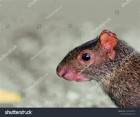 Gorgeous Shorteared Gerbil Black Beady Eyes Stock Photo 2191474277 ...