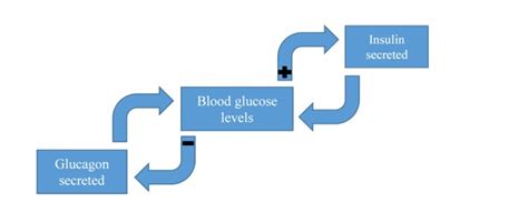 Positive and Negative Feedback Loops: Explanation and Examples