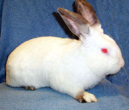 Why Does My Rabbit Have Red Eyes? | Whyrabbits.Com