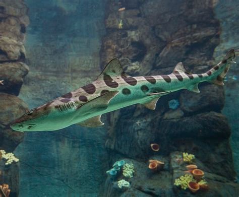 Leopard shark | San Diego Zoo Kids