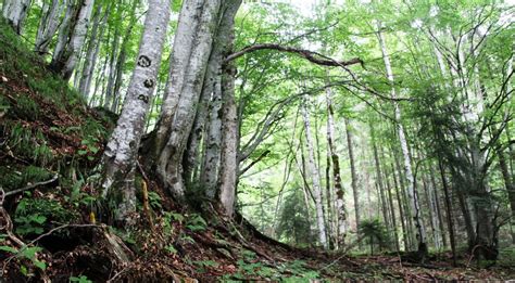 Update on the Paradise forests in Romania: a joint statement to protect them – IYNF ...