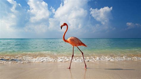 Flamingo Wallpapers - Wallpaper Cave