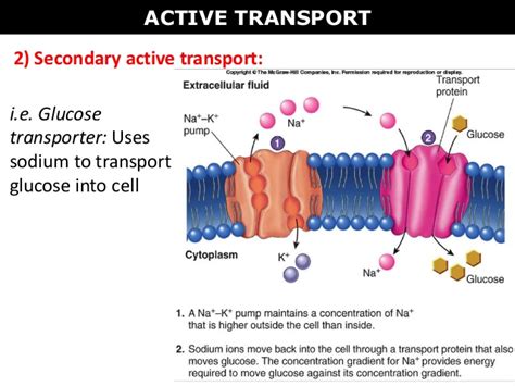 Secondary Active Transport Animation Mcgraw Hill - Transport Informations Lane