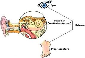 Vestibular (Inner Ear), Brain, and EyesMid America Balance Institute - Mid America Balance Institute