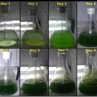 Growth curves of Chlorella vulgaris microalgae at different nutrients ...