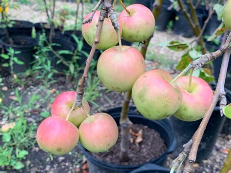 Heirloom Apples — Roots to Fruits Nursery