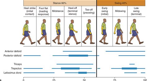 See how the muscles work to create ambulation – Human Kinetics