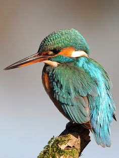 42 Kingfisher tattoo ideas | kingfisher, kingfisher tattoo, kingfisher bird