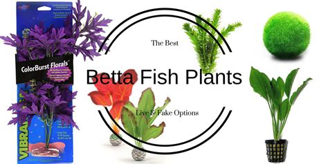 Betta Fish Plants - Bettafish.org