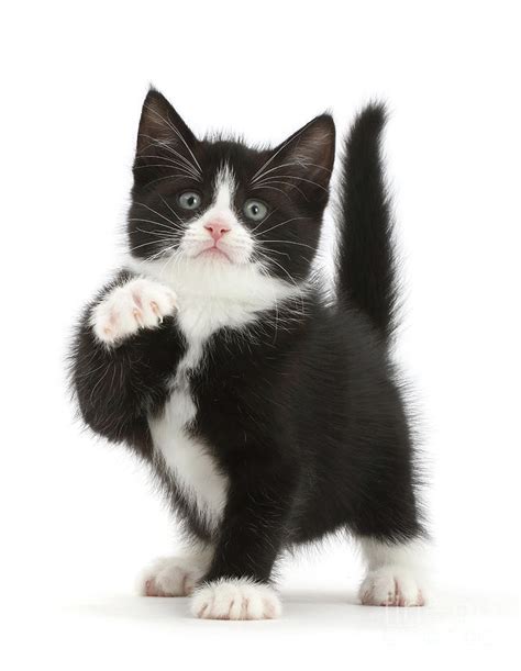 Paw Black-and-white kitten Photograph by Warren Photographic | Pixels