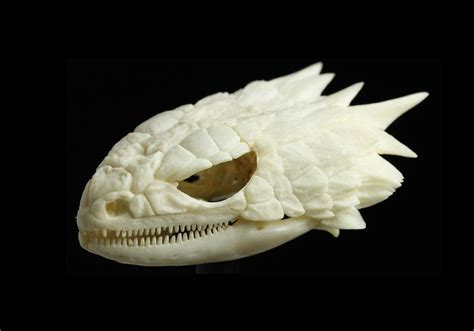 The skull of an armadillo lizard. Image courtesy of Black Dog & Leventhal Publishers | Animal ...