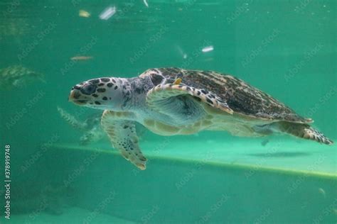 Korea, Busan, Haeundae, Aquarium Stock Photo | Adobe Stock