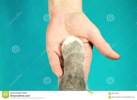 Best Friend Cat. Human and the Animal Connection. Stock Image - Image of felling, kitten: 95571899