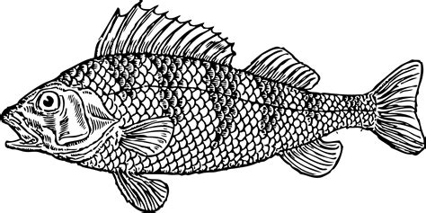 Black And White Fish Pictures - Cliparts.co