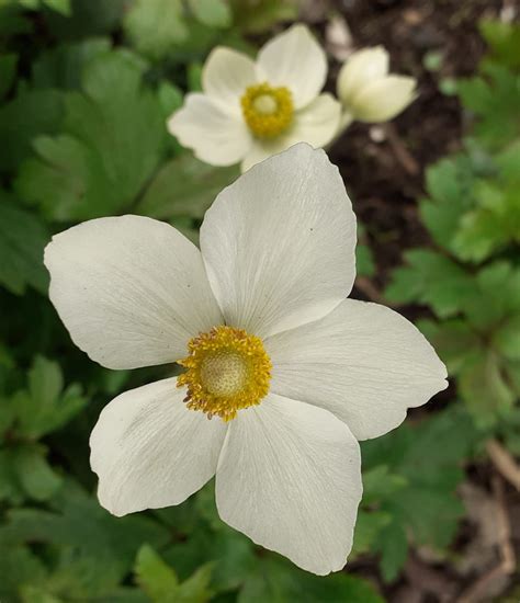 Anemone Sylvestris | Buy Anemone Online UK | Proctors Nursery