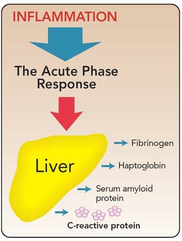 C-Reactive Protein (CRP, hs-CRP) | Medical Laboratories