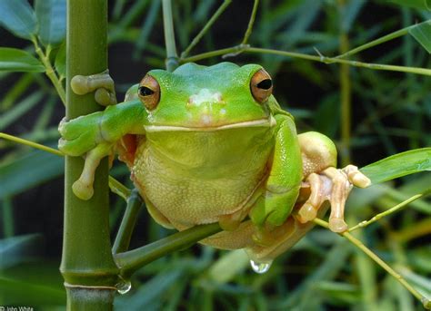 Jenis-jenis Katak Indonesia - GOMUMU