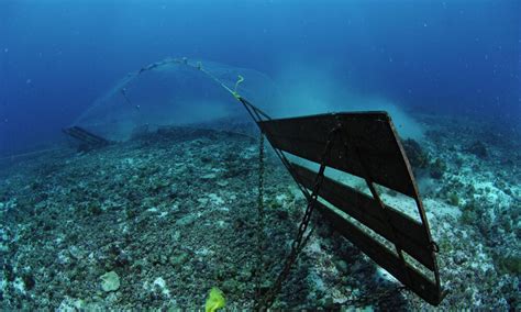 What is Bycatch? Understanding and Preventing Fishing Bycatch