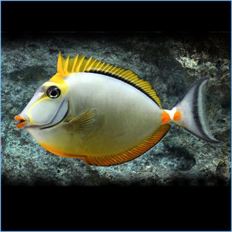 Blonde Naso Tang or Orange Spine Unicornfish | Pete's Aquariums & Fish