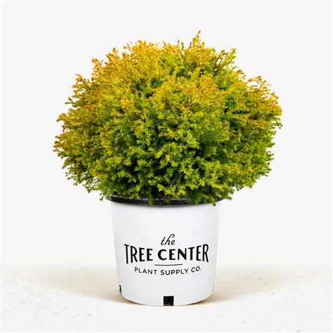Buy Rheingold Arborvitae Online | The Tree Center