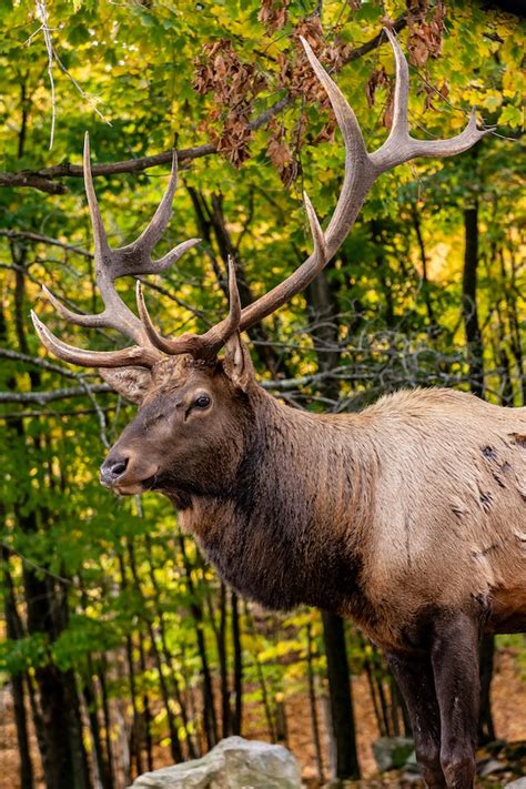 Elk Antlers for Dogs - Survivor Hive