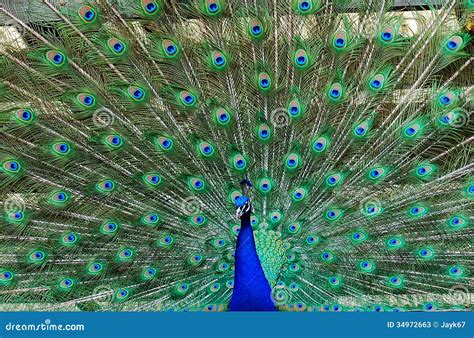 Peacock Stock Photos - Image: 34972663