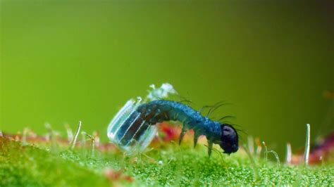 Sex, Lies and Butterflies | Baby Caterpillar Hatches from Tiny ...