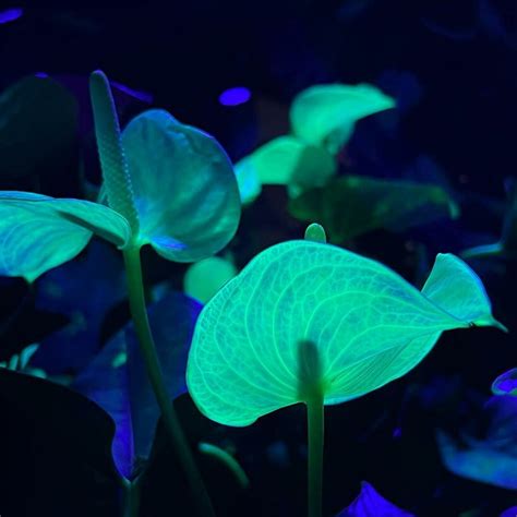 bio-based serum transforms plants into fluorescent artwork