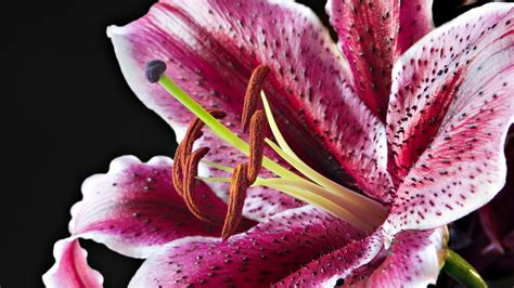 Lily-Flowers Photography Desktop Wallpaper-1920x1080 Download | 10wallpaper.com