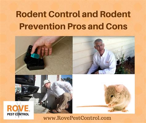 Rodent control and rodent prevention pros and cons - Rove Pest Control