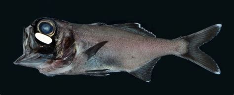 Bioluminescence allows flashlight fish to school at night - Earth.com