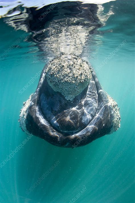 Southern right whale - Stock Image - C040/6686 - Science Photo Library