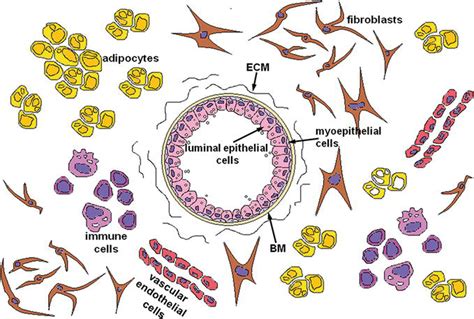 Stromal-Epithelial Interactions during Mammary Gland Development | IntechOpen