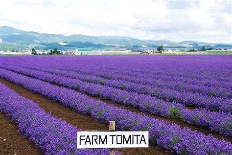 Furano Lavender field, Hokkaido, Japan | Places I want to go to ...