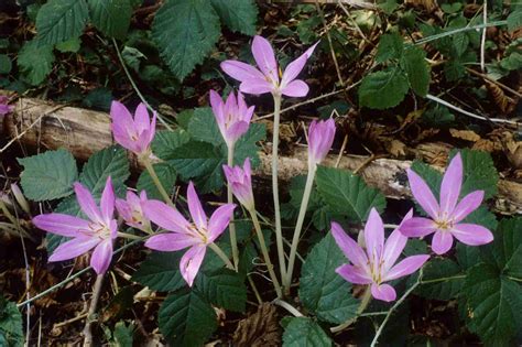 14 Best Fall-Blooming Flowers for Your Perennial Garden