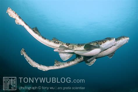 Whitespotted Bamboo Shark Mating | Chiloscyllium plagiosum