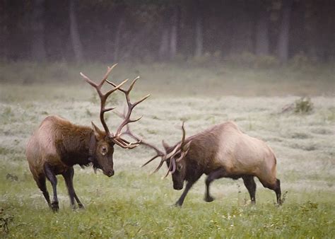 Elk Images, Elk Pictures, Animal Pictures, Deer Wallpaper, North ...