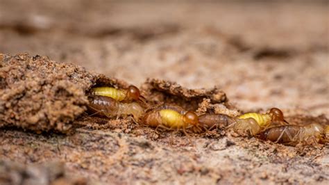 What Are Termite Mud Tubes? | EcoGuard Pest Management