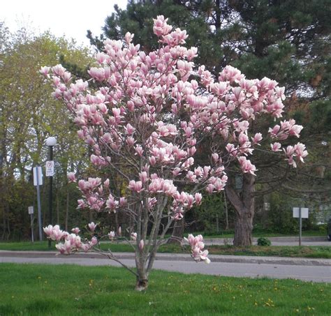 Examples of deciduous trees