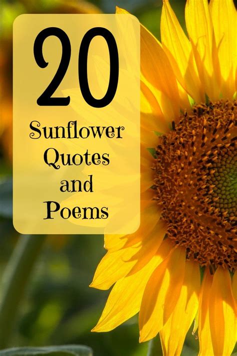 The brightest and loveliest sunflower quotations, sayings, and ...