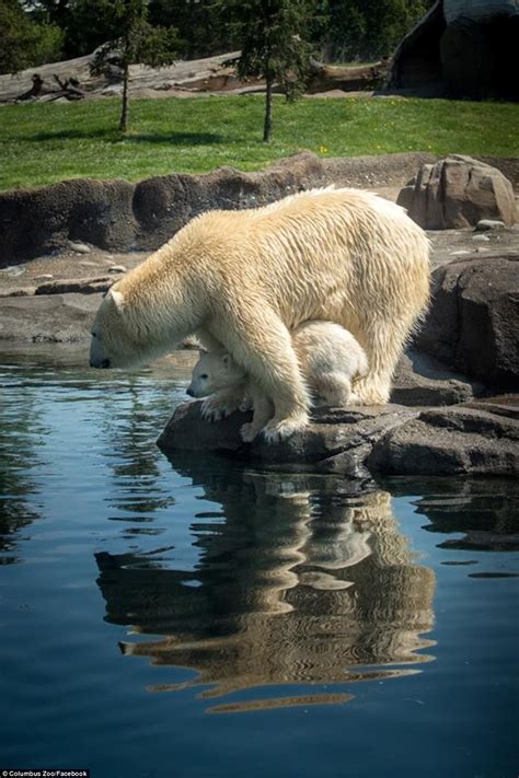 1 of 3 new polar bear cubs makes public debut at Ohio zoo | Daily Mail Online