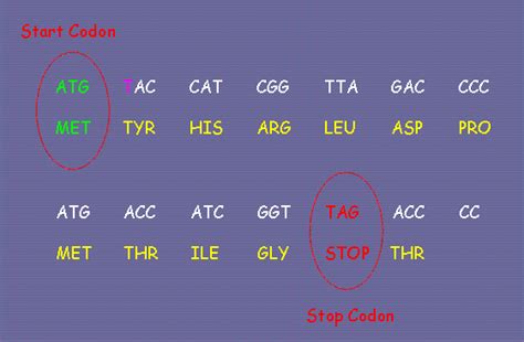 Codon | Anticodon Introduction, Chart & Examples