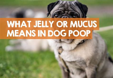 A Lot Of Mucus In Dog Poop