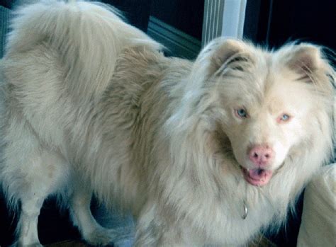 Are Albino Dogs Rare