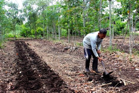 Mantab Sistem Pengelolaan Lahan Pertanian Dengan Penanaman Pohon - Riset